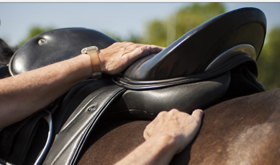 leeuwerik Macadam Symposium Het leed wat boomloos heet | H3 Massage | Massage voor uw paard